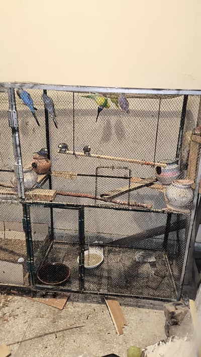 Big cage with Australian parrots (budgies)