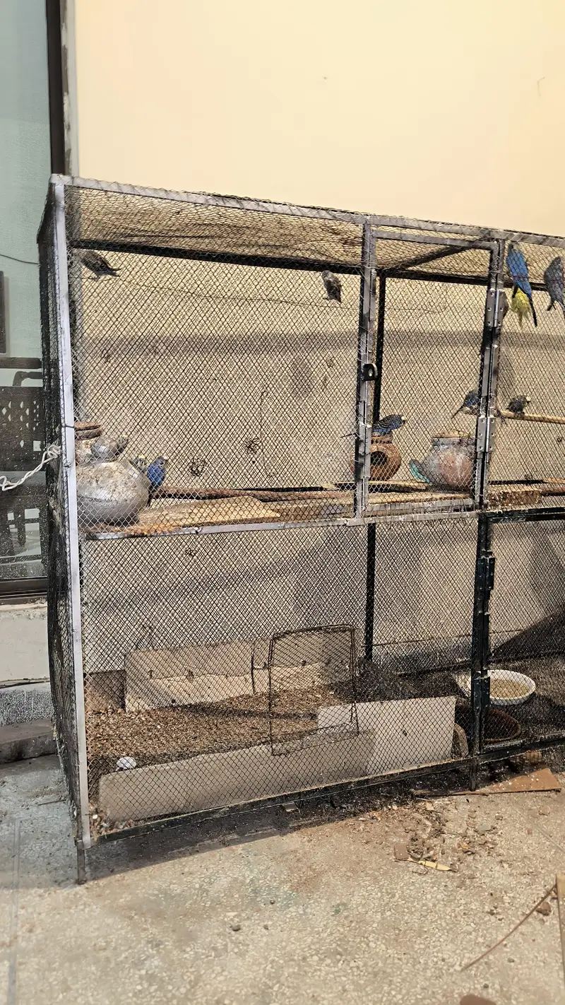 Big cage with Australian parrots (budgies) — photo 2