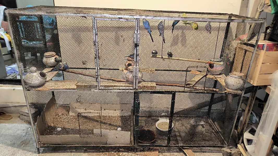 Big cage with Australian parrots (budgies) — photo 3