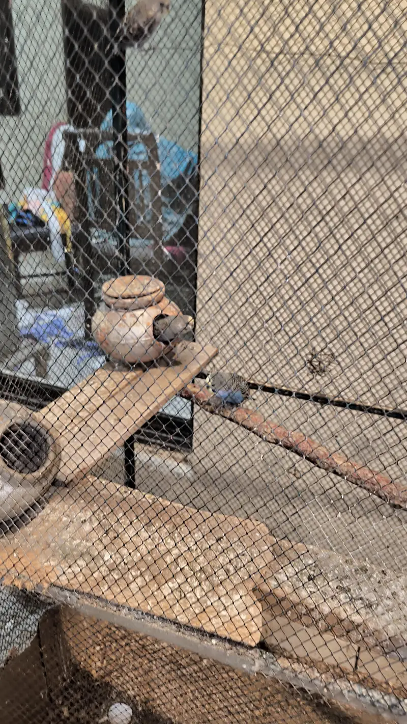 Big cage with Australian parrots (budgies) — photo 4
