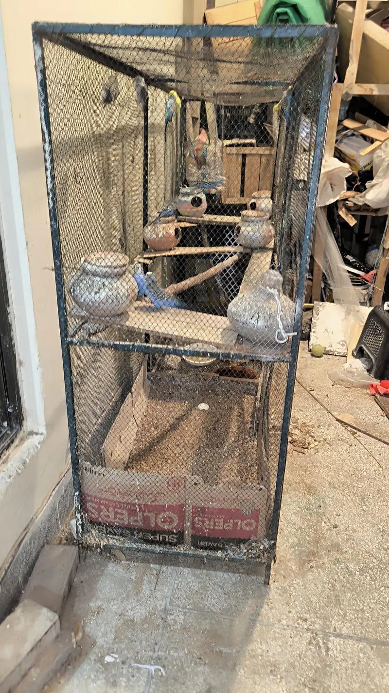 Big cage with Australian parrots (budgies) — photo 5