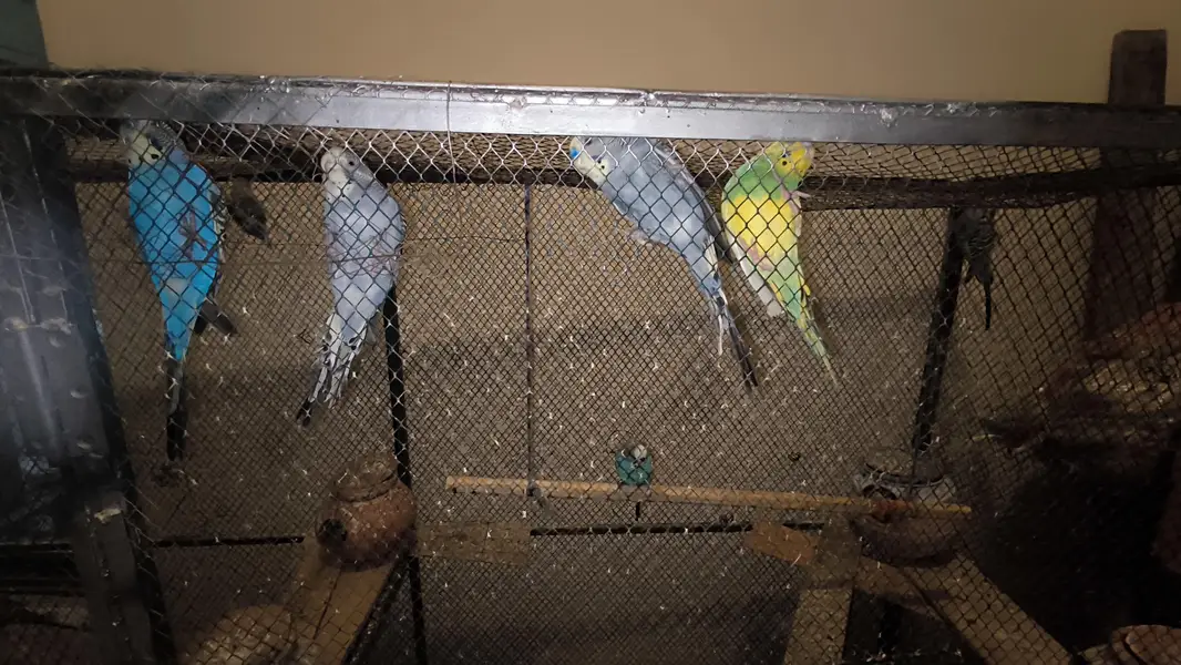 Big cage with Australian parrots (budgies) — photo 6