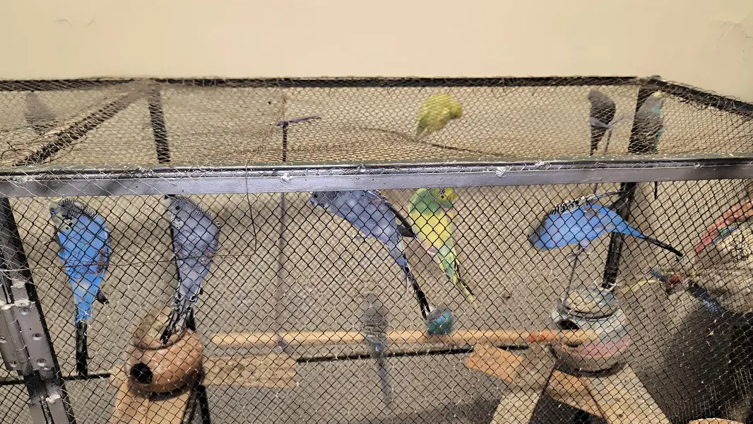 Big cage with Australian parrots (budgies) — photo 7