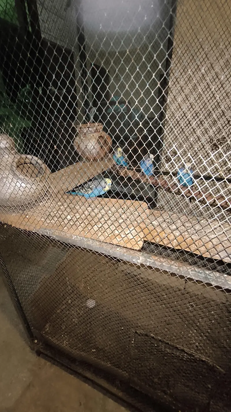 Big cage with Australian parrots (budgies) — photo 8
