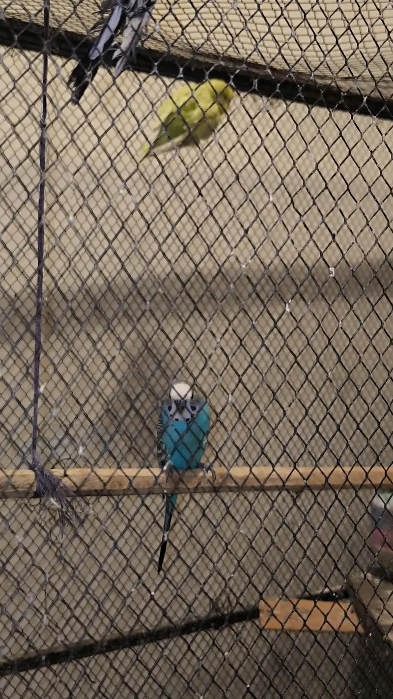Big cage with Australian parrots (budgies) — photo 9