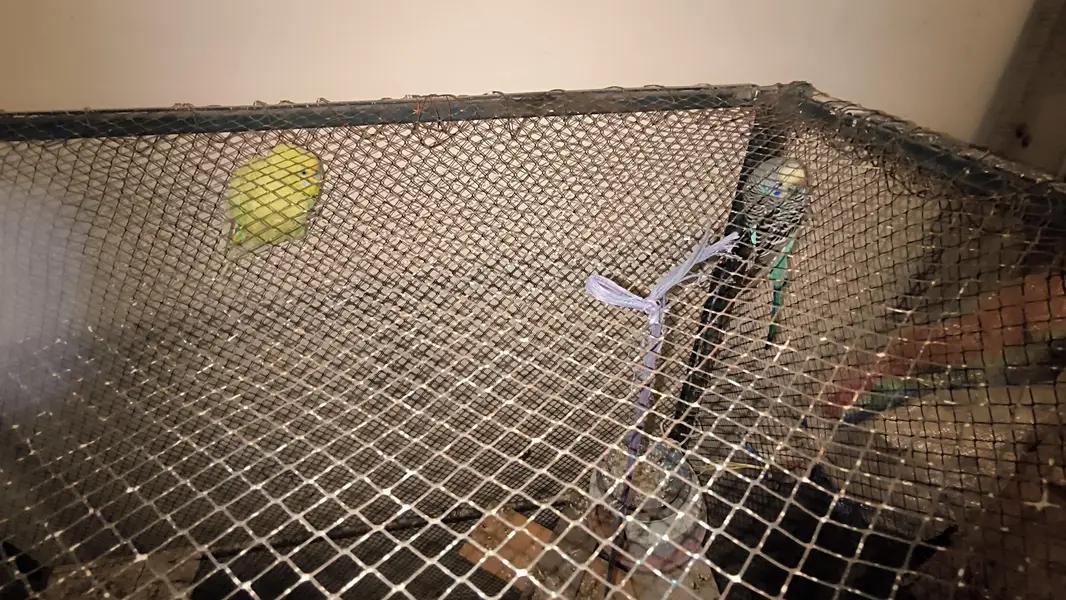 Big cage with Australian parrots (budgies) — photo 10