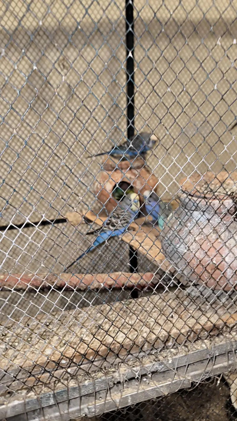 Big cage with Australian parrots (budgies) — photo 11