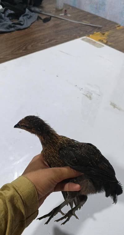chicken baby for sale.