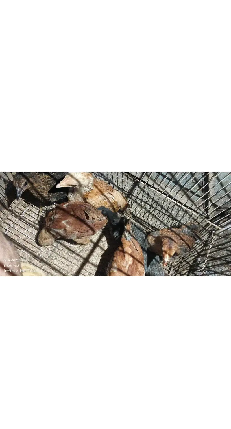 chicken baby for sale. — photo 2