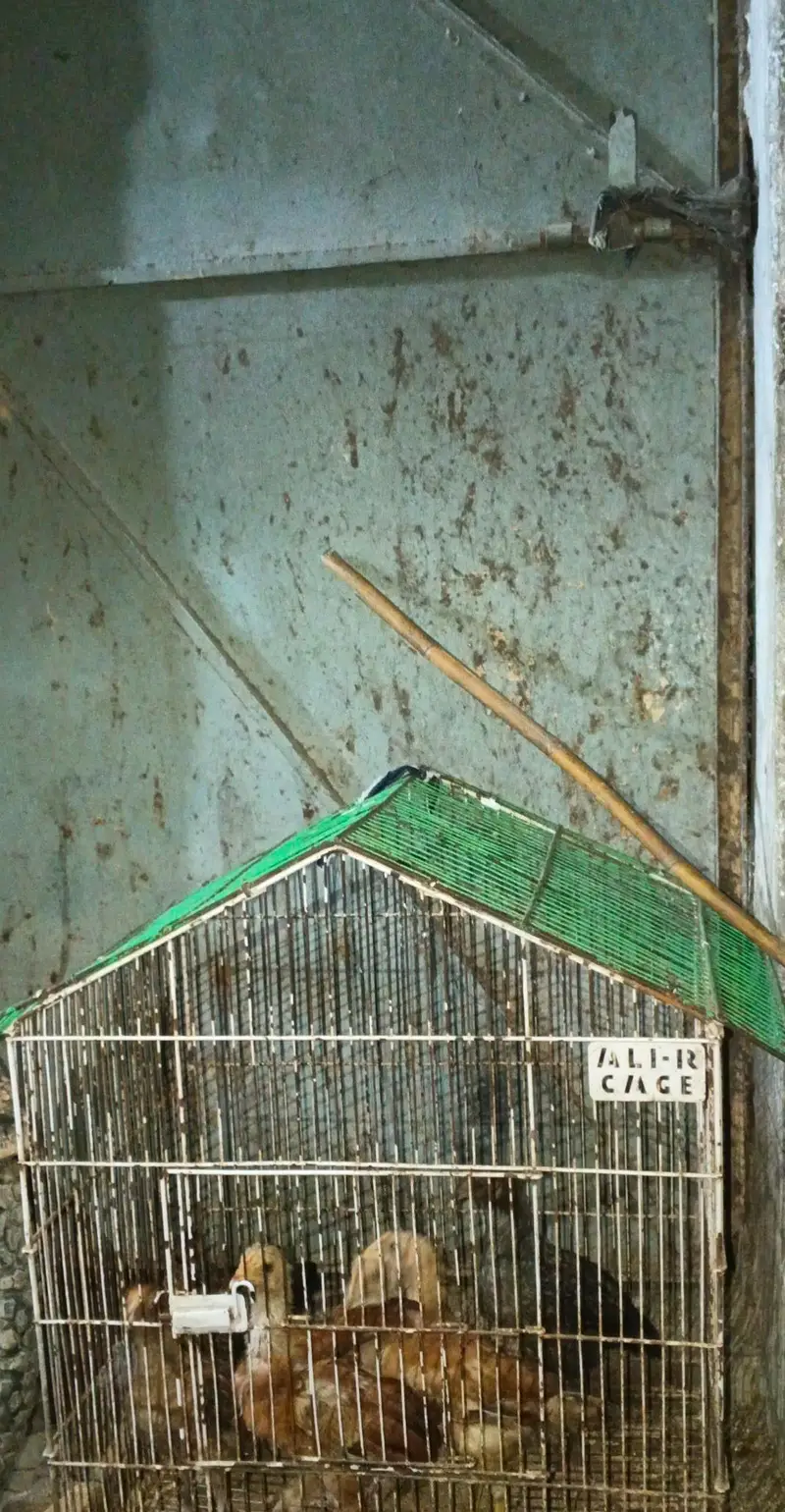 chicken baby for sale. — photo 3