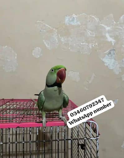 Raw parrot voice train age 12 month