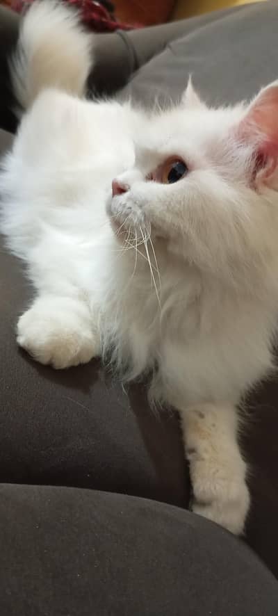 Female cat