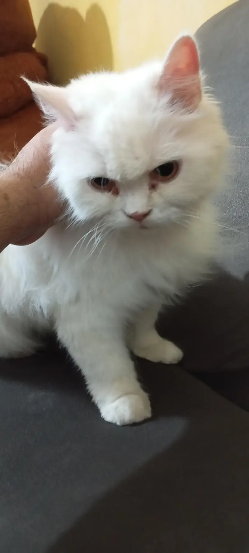 Female cat — photo 2