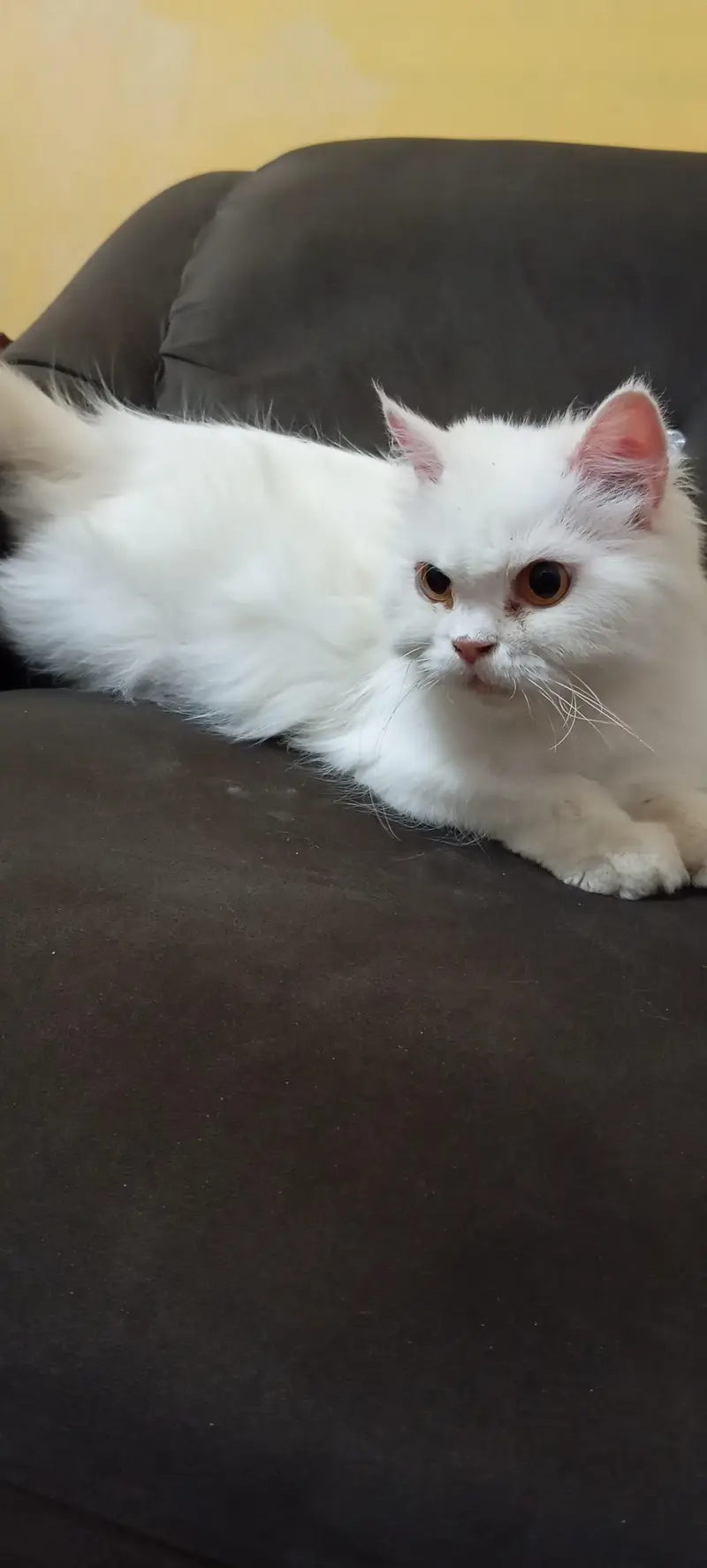 Female cat — photo 3