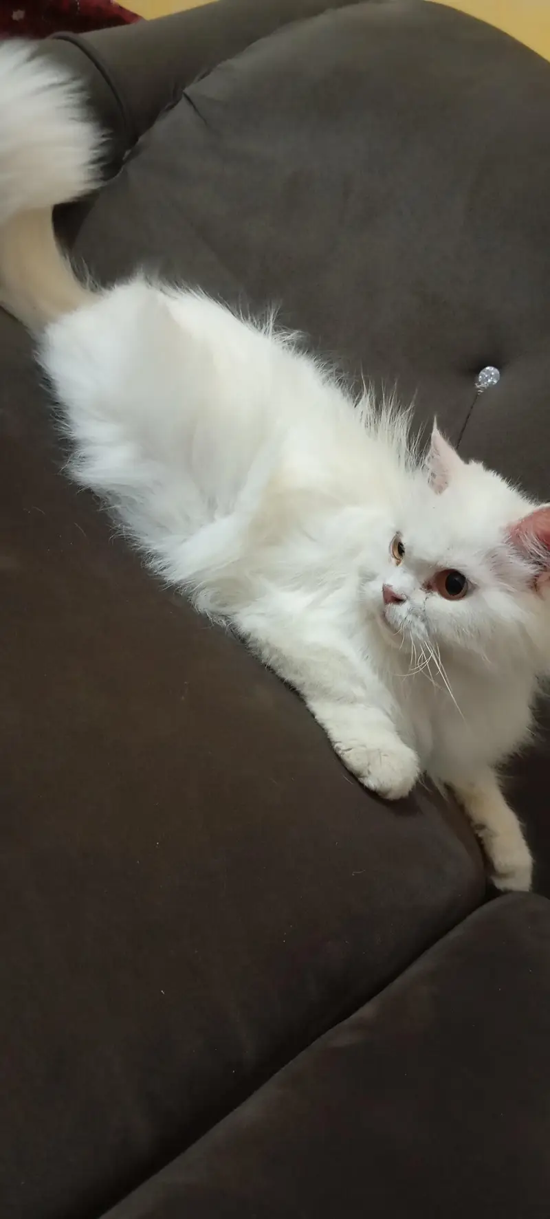 Female cat — photo 5