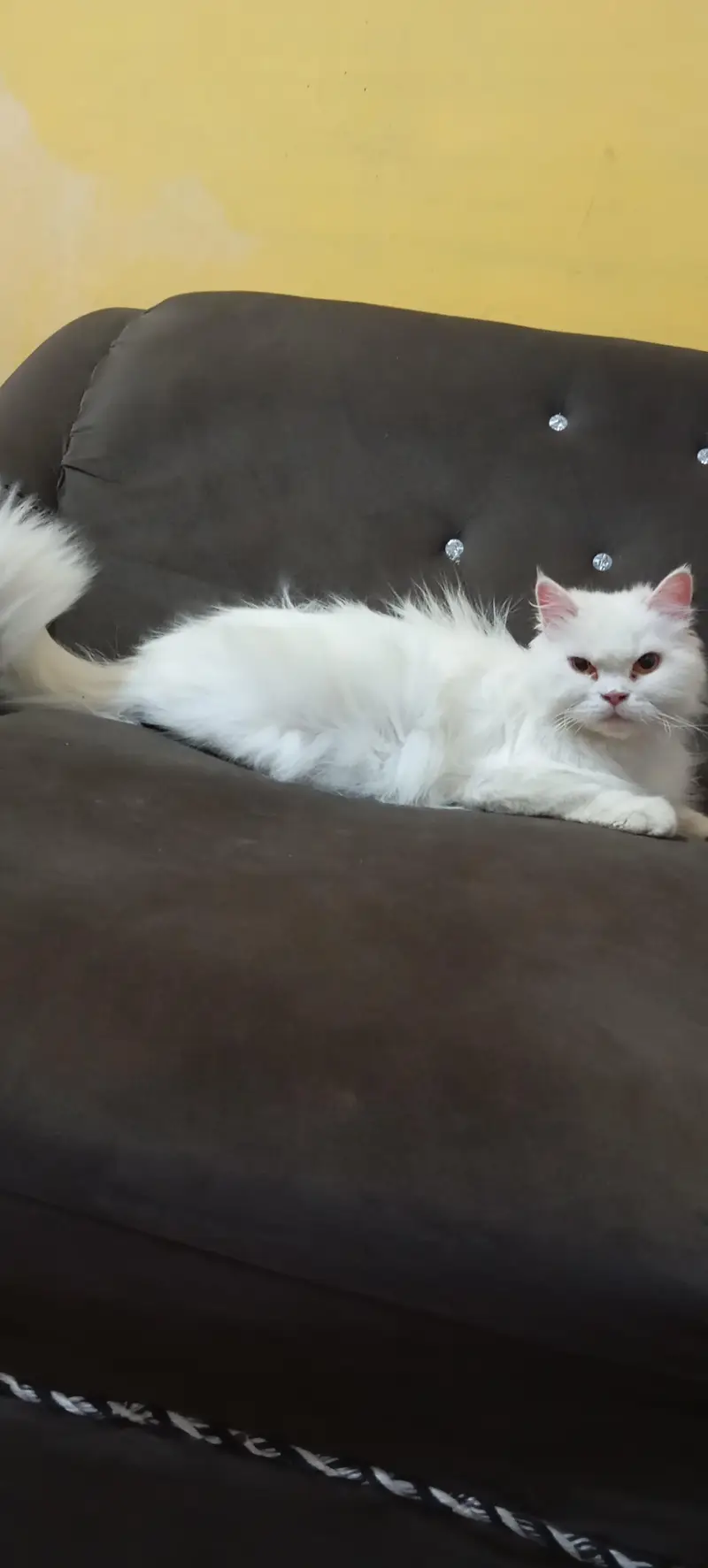 Female cat — photo 6