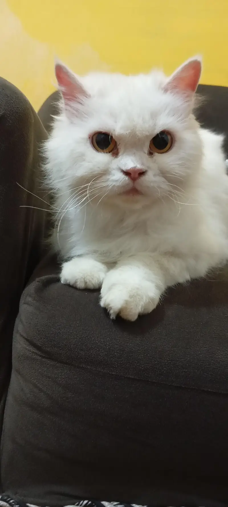 Female cat — photo 10