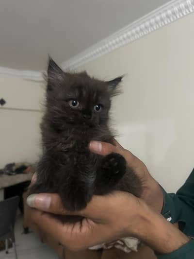 persian kitten for sale