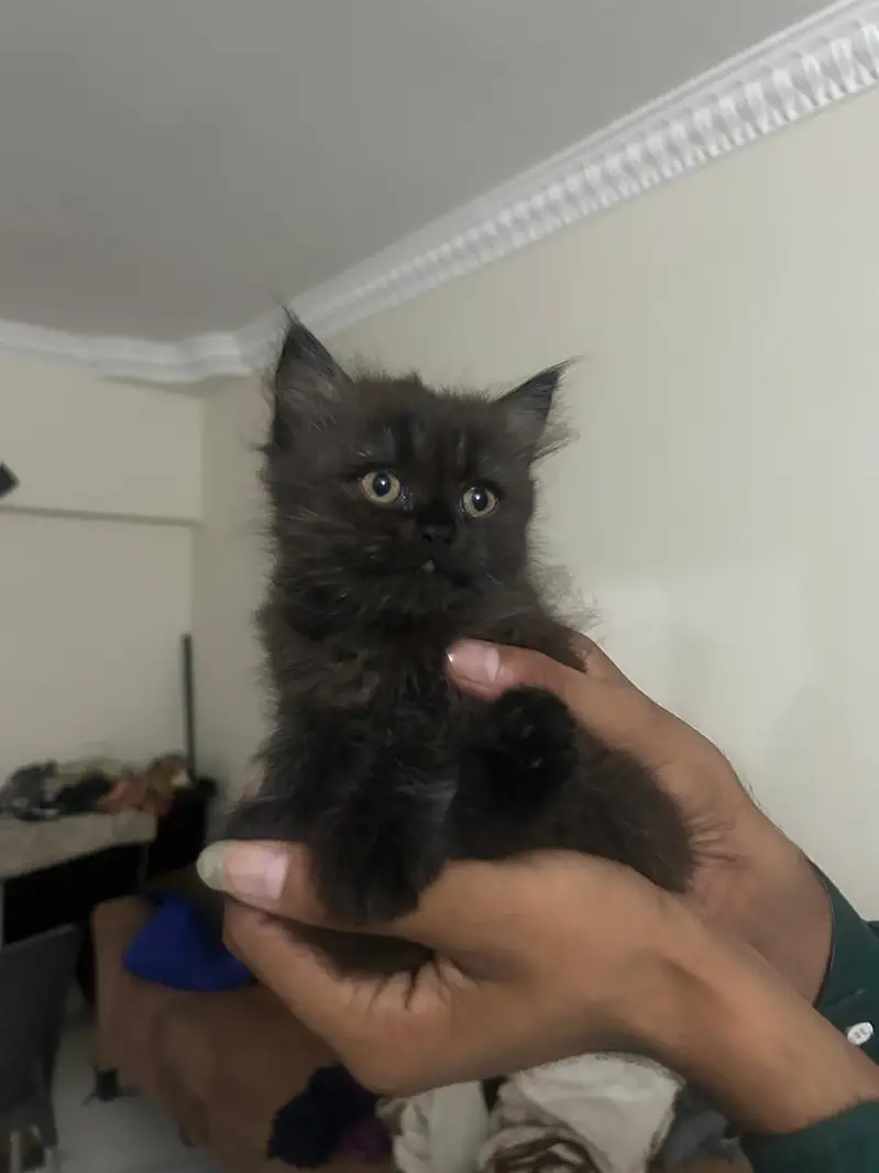 persian kitten for sale — photo 2