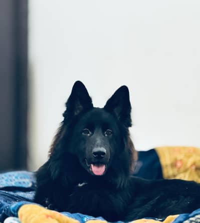 Black german shepherd female