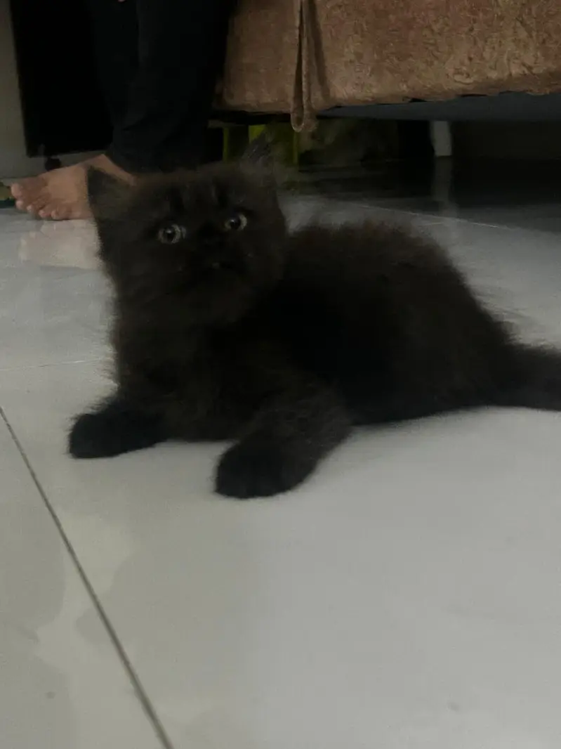 persian kitten for sale — photo 3