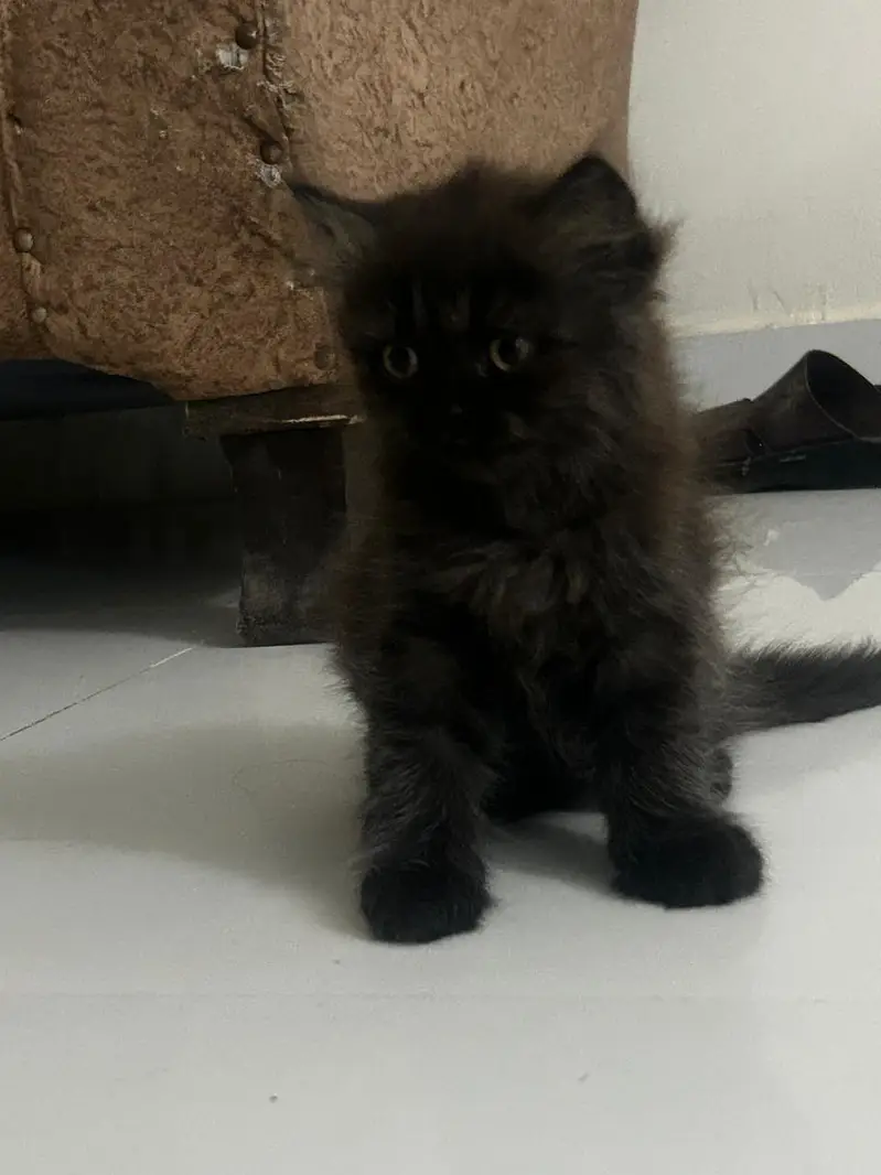 persian kitten for sale — photo 4