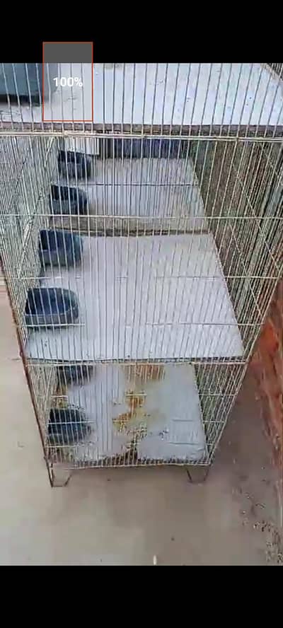 cage 8portion and pied dove forsell