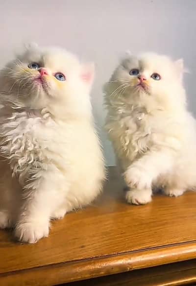 Persian kitten triple cot. for. . sale my WhatsApp03464290927
