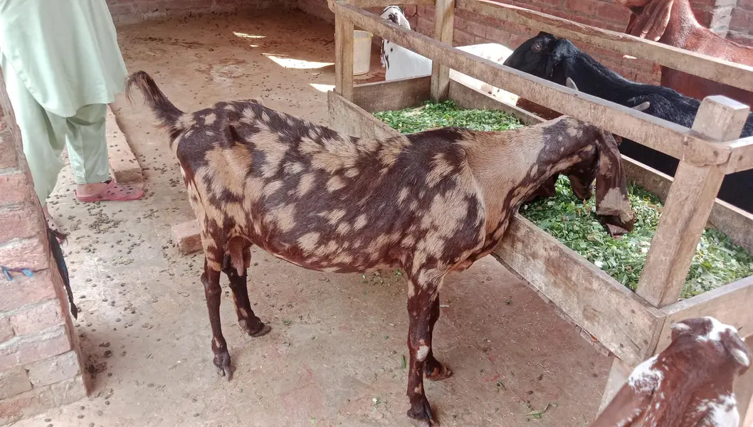 goat bakri — photo 2