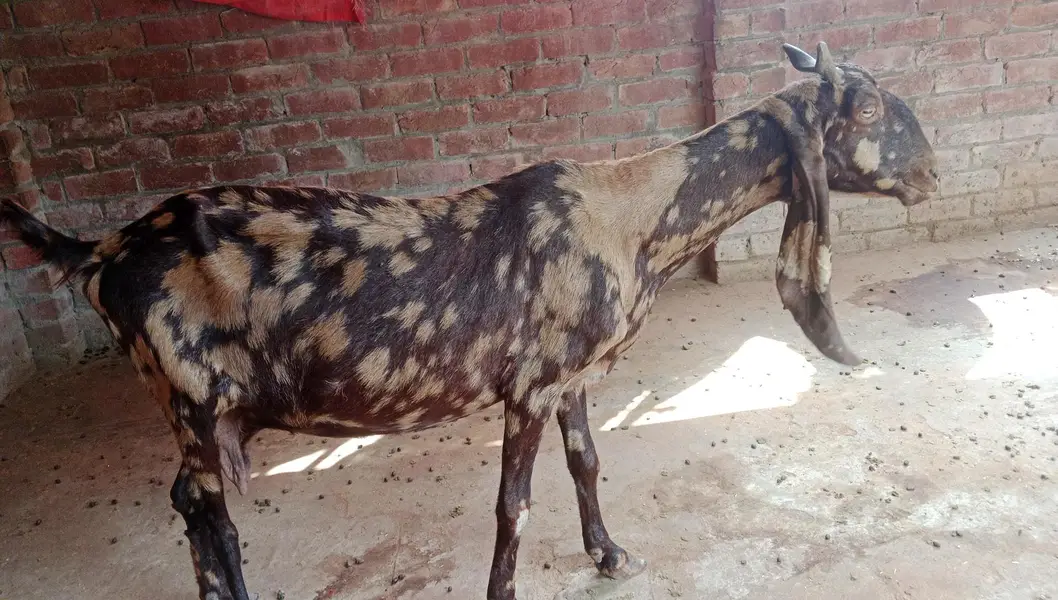 goat bakri — photo 4