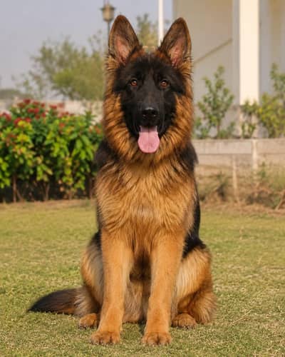 German Shepherd
