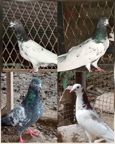 Pigeons for sale Contact number= 03245974166