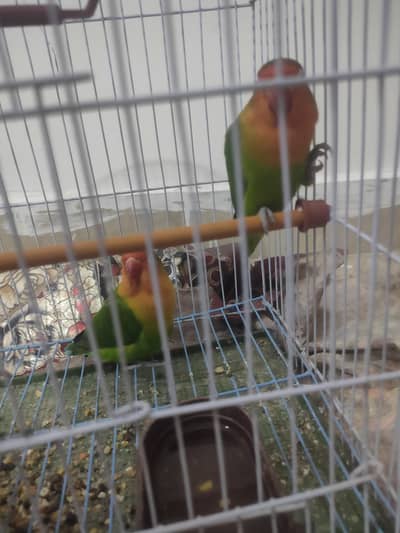 Pair Of LoveBirds With Cage