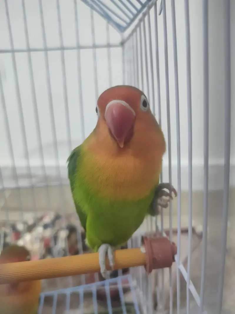 Pair Of LoveBirds With Cage — photo 2