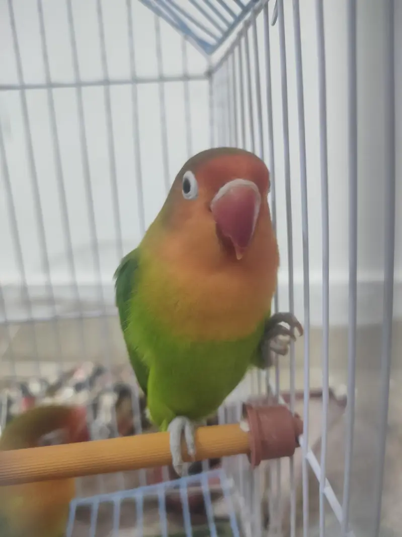 Pair Of LoveBirds With Cage — photo 3