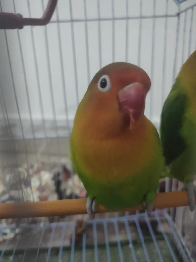 Pair Of LoveBirds With Cage — photo 4