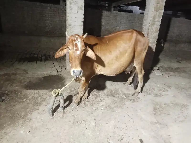 sahiwal ghaben Gaye — photo 2