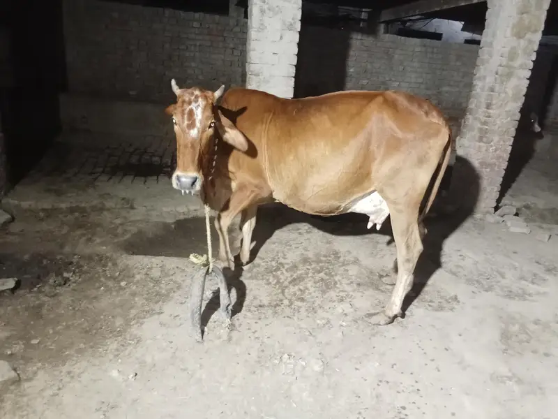 sahiwal ghaben Gaye — photo 3