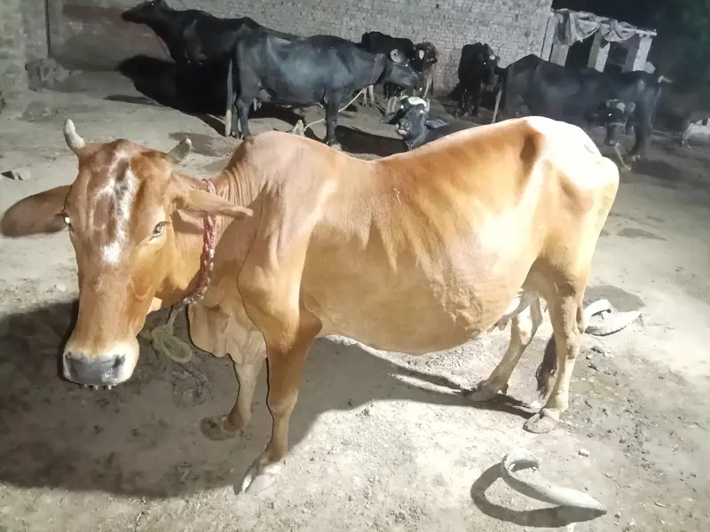 sahiwal ghaben Gaye — photo 8