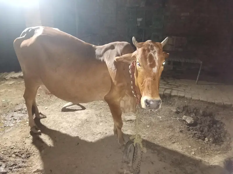 sahiwal ghaben Gaye — photo 9