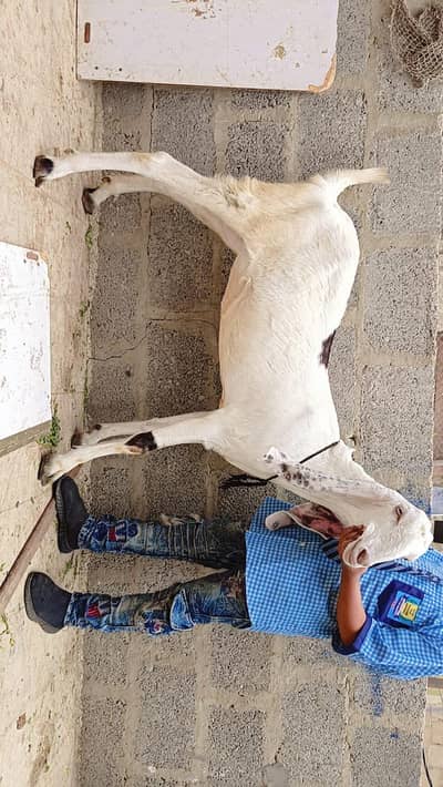 2 gulabi male female 1 gulabi dumba male 1 Punjab beetal bakra 1 fem