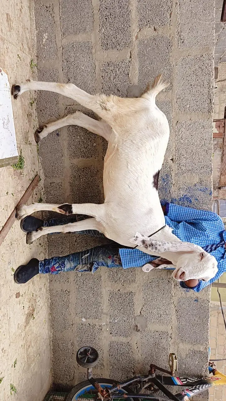 2 gulabi male female 1 gulabi dumba male 1 Punjab beetal bakra 1 fem — photo 2