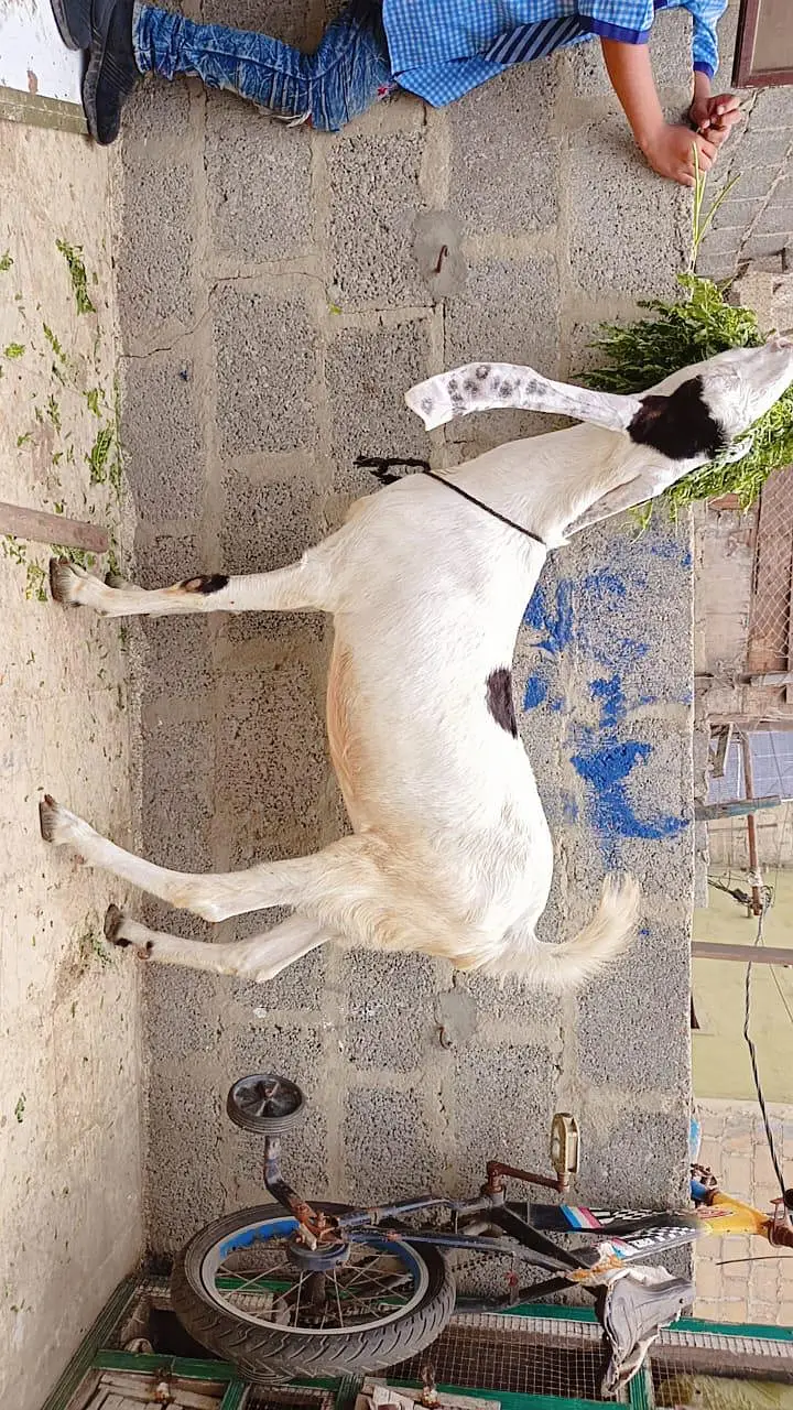 2 gulabi male female 1 gulabi dumba male 1 Punjab beetal bakra 1 fem — photo 3