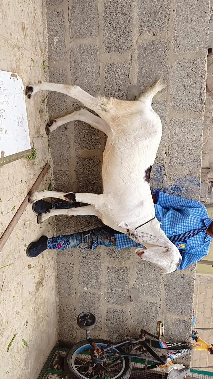 2 gulabi male female 1 gulabi dumba male 1 Punjab beetal bakra 1 fem — photo 4