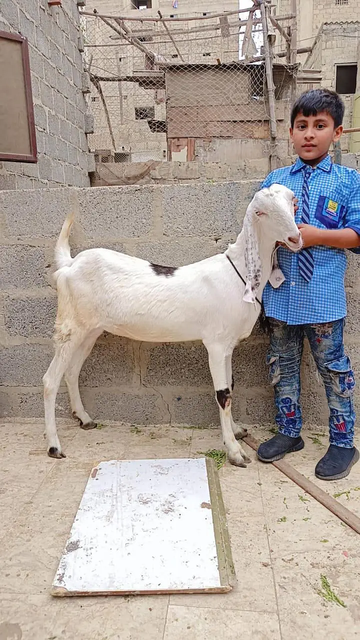 2 gulabi male female 1 gulabi dumba male 1 Punjab beetal bakra 1 fem — photo 5