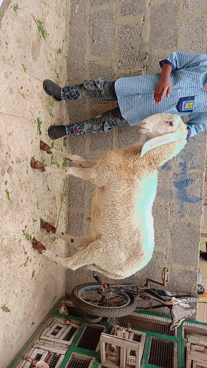 2 gulabi male female 1 gulabi dumba male 1 Punjab beetal bakra 1 fem — photo 6