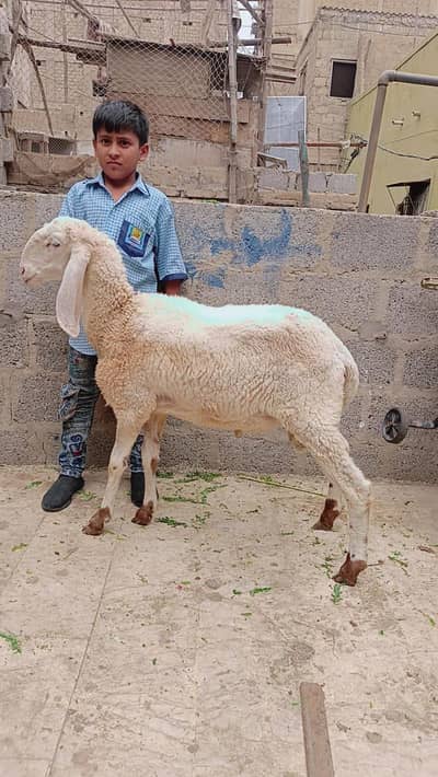 1 betaal bakra 1 gulabi dumba