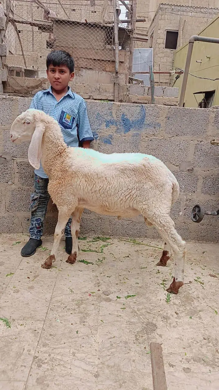 2 gulabi male female 1 gulabi dumba male 1 Punjab beetal bakra 1 fem — photo 7
