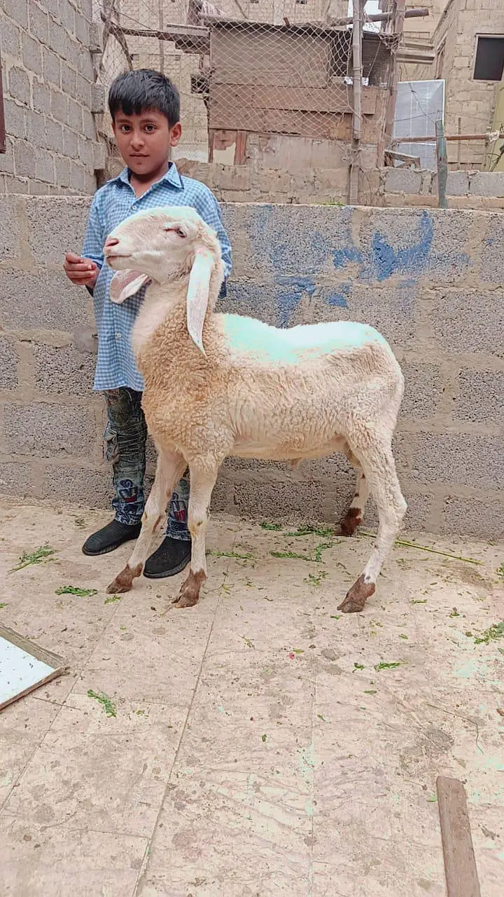 2 gulabi male female 1 gulabi dumba male 1 Punjab beetal bakra 1 fem — photo 8