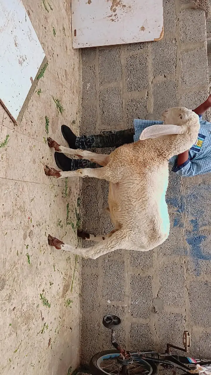 2 gulabi male female 1 gulabi dumba male 1 Punjab beetal bakra 1 fem — photo 9
